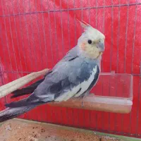 عروس هلندی نر