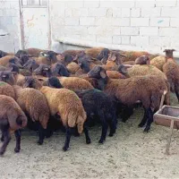 گوسفند زنده درجه یک / قصاب در محل/سرزنی سلاخی