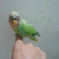 جوجه طوطی برزیلی