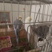 عروس هلندی جفت