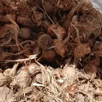 پیاز زعفران