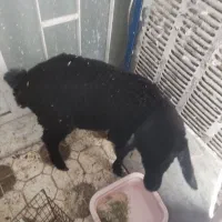 بره ماده سه ماهه