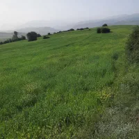 زمین کشاورزی درگیلان.لاهیجان.دیلمان.پش باسندتک برگ