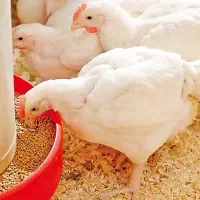فروش جوجه یکروزه گوشتی نژاد راس ۳۰۸