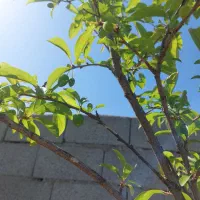باغچه  ۲۶۰ متری /متری ۵ تومن