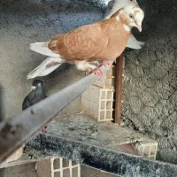 کبوتر|پرنده|زابل, |دیوار