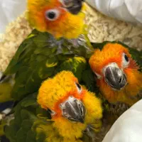 طوطی|پرنده|تهران, اختیاریه|دیوار