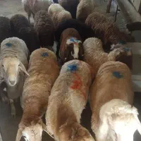 گوسفند زنده جهت قربانی باقصاب