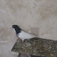 کبوتر