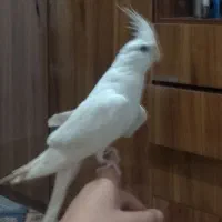 پرنده عروس هلندی