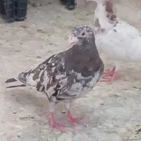پلاکی سرور