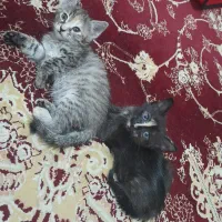 بچه گربه