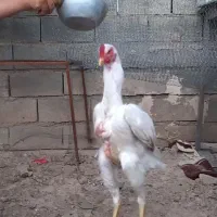 لاری دانگ بالا
