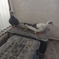جفت کفتر شهرستانی هردونر