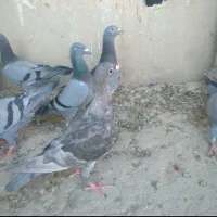 کبوتر