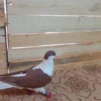 کفترشهرستانی