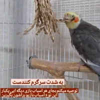گمشده عروس هلندی
