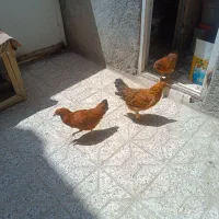 جوجه مرغ پنج شش ماهه