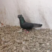 ماده زاغ موشی