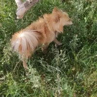 سگ پامر|سگ|رفسنجان, |دیوار