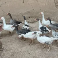 فروش تعدادی غاز