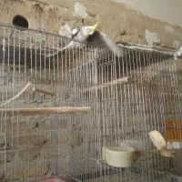 عروس هلندی نرفقط ۴۰۰ حاجی اباد