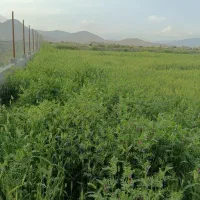 با-سلام-یک-قطعه-زمین-بفروش-میرسد