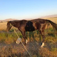 خرید پرس خشک یونجه