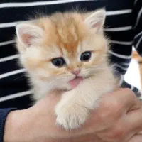 واگذاری گربه پذیرفته میشه