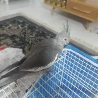 عروس هلندی دستی