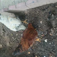 جوجه|حیوانات مزرعه|خوی, |دیوار