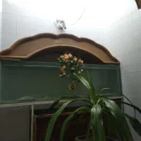۲عددآکواریوم