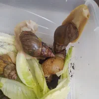 حلزون