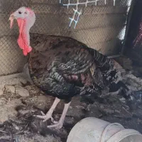 بوقلمون نر سرحال جوان