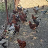 جوجه