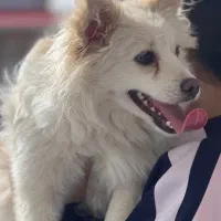 سگ خانگی نژاد  پودل ـ پامر