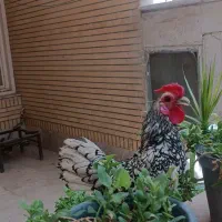 دوجفت مرغ و خروس سیبرایت
