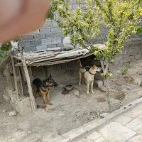 سگ نگهبان|سگ|شهریار, یوسف آباد صیرفی|دیوار