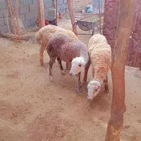 سه راس بره ماده بی گوش