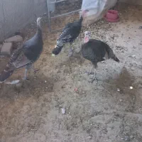 بوقلمون ماده جوان تازه ب تخم افتاده.خروس ایسبار