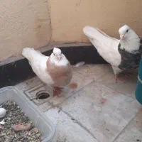 کبوترطوقی زرد خالدارسرور