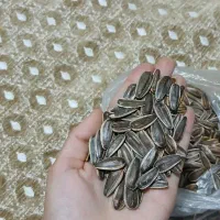 تخمه آجیلی دورسفید