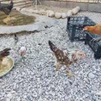 فروش مرغ و خروس