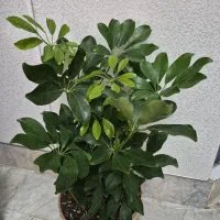 گلدان شفلرا