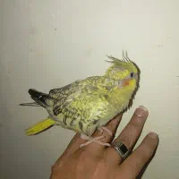 با عروس هلندی ماده معاوضه هم میکنم