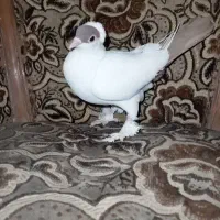 کبوتر سر و دم قهوه‌ای چشم تا به تا پا پری