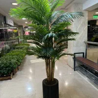 درختچه مرداب نخل