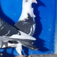کبوتر گمشده