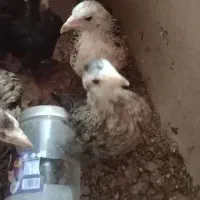 جوجه لاری