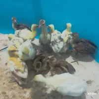 جوجه طاووس چهل روزه فقط ۲۵۰۰